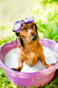 Outdoor Pet Safety Tips in Mountain Brook and Hoover