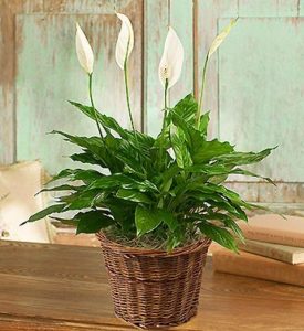 The Best Houseplants for Cleaner Indoor Air