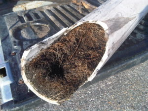 How Tree and Shrub Roots Can Clog a Sewer Line