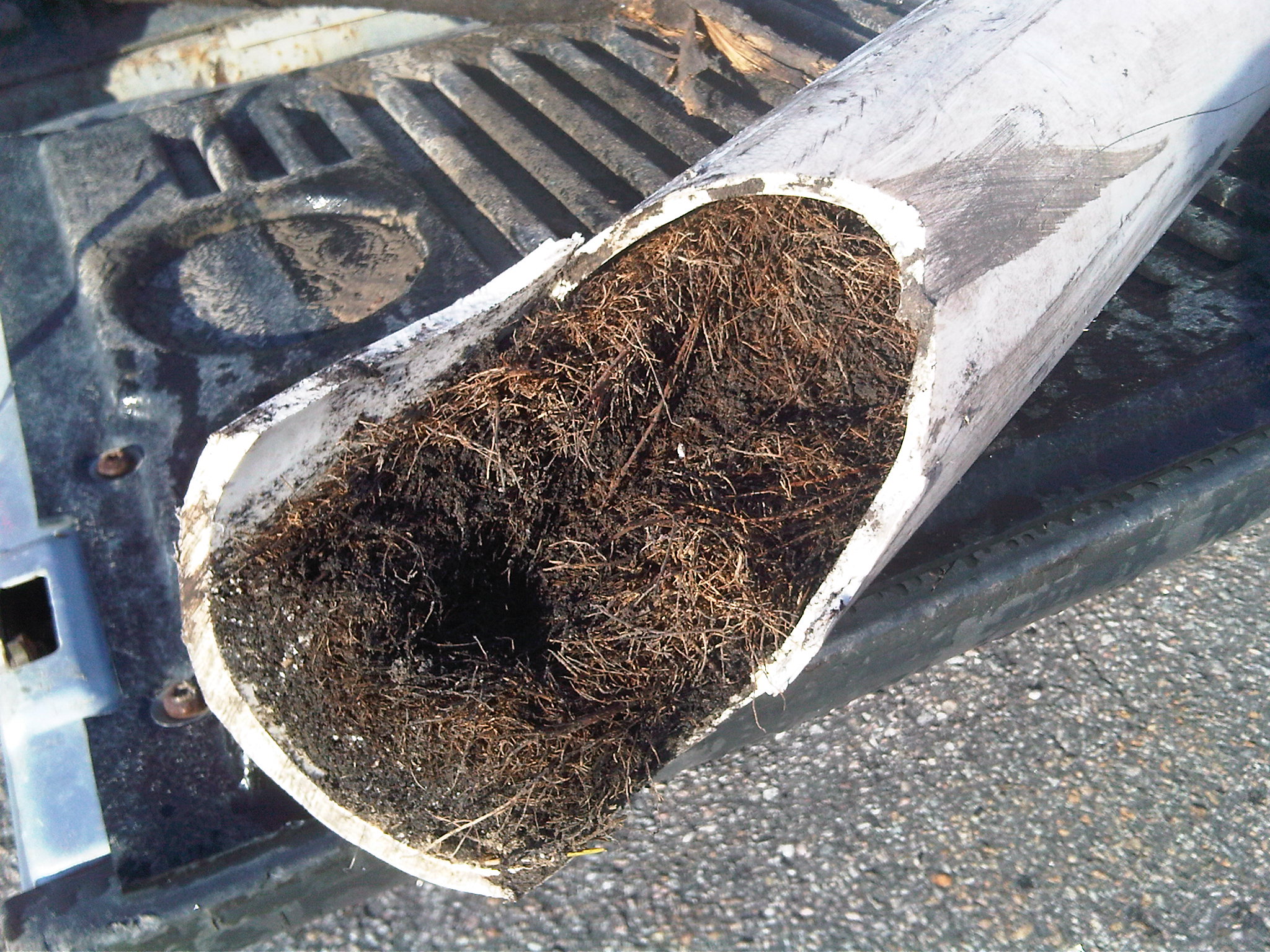 How Tree and Shrub Roots Can Clog a Sewer Line - Eagle Service Company