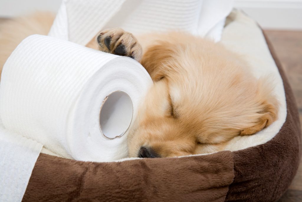 What’s the Best Toilet Paper for Septic Systems?